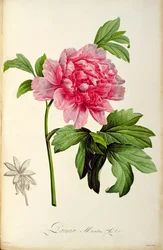 Paeonia Moutan, c.1799